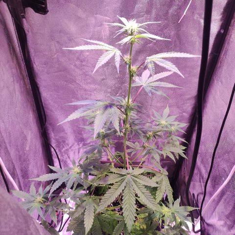 Gorilla Ghost growlog timeline photo