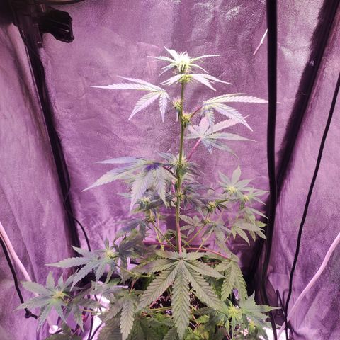 Gorilla Ghost growlog timeline photo