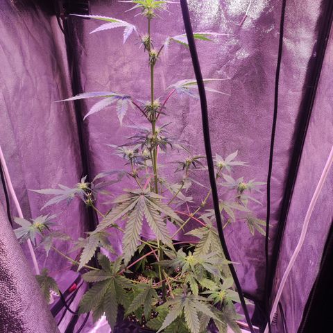 Gorilla Ghost growlog timeline photo