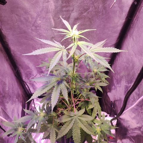Gorilla Ghost growlog timeline photo