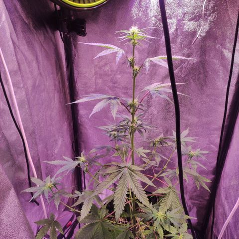 Gorilla Ghost growlog timeline photo
