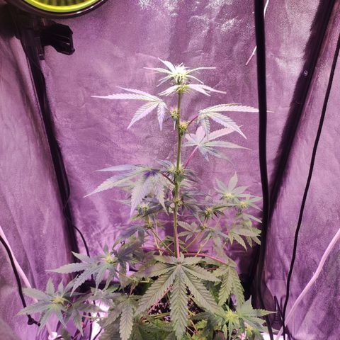 Gorilla Ghost growlog timeline photo