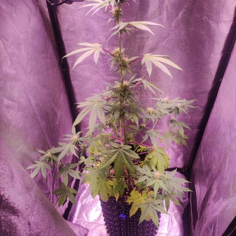Gorilla Ghost growlog timeline photo