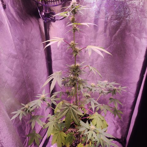 Gorilla Ghost growlog timeline photo