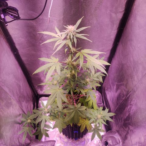 Gorilla Ghost growlog timeline photo