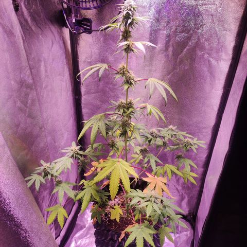 Gorilla Ghost growlog timeline photo