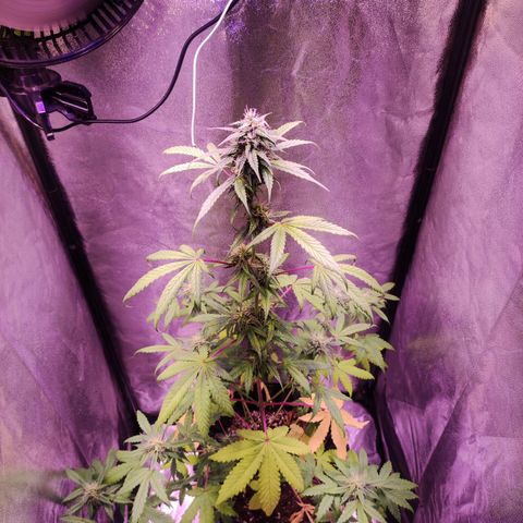 Gorilla Ghost growlog timeline photo