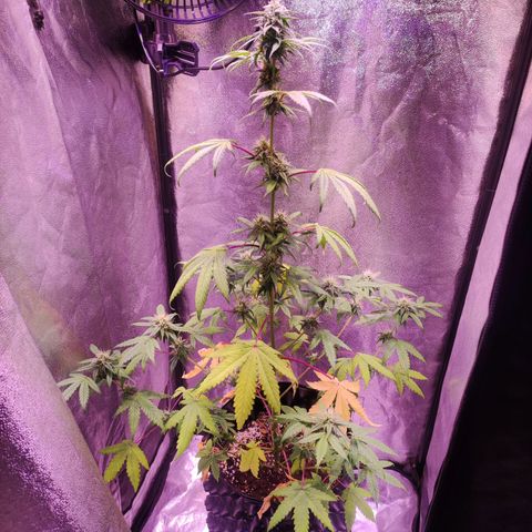 Gorilla Ghost growlog timeline photo