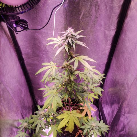 Gorilla Ghost growlog timeline photo
