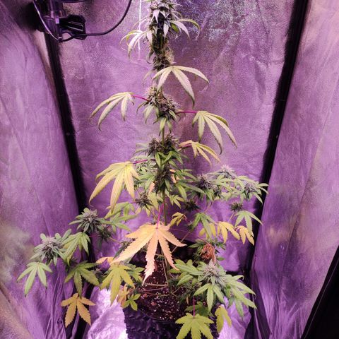 Gorilla Ghost growlog timeline photo