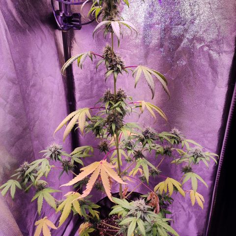 Gorilla Ghost growlog timeline photo