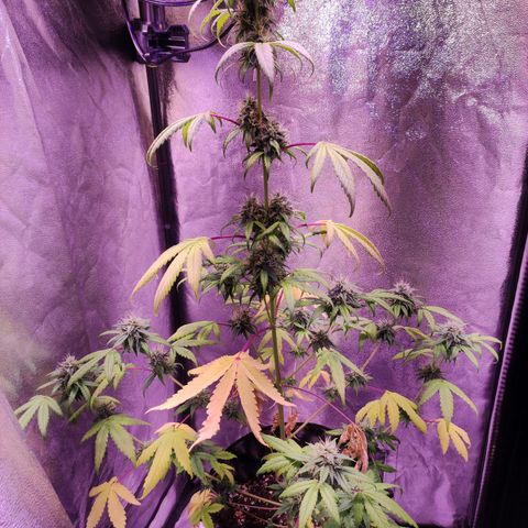 Gorilla Ghost growlog timeline photo