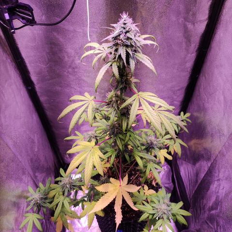 Gorilla Ghost growlog timeline photo