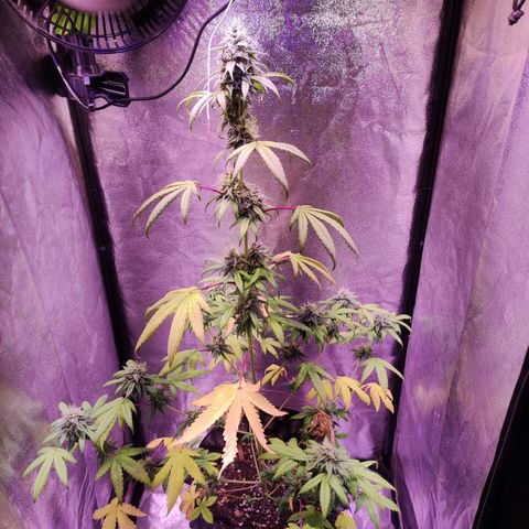 Gorilla Ghost growlog timeline photo