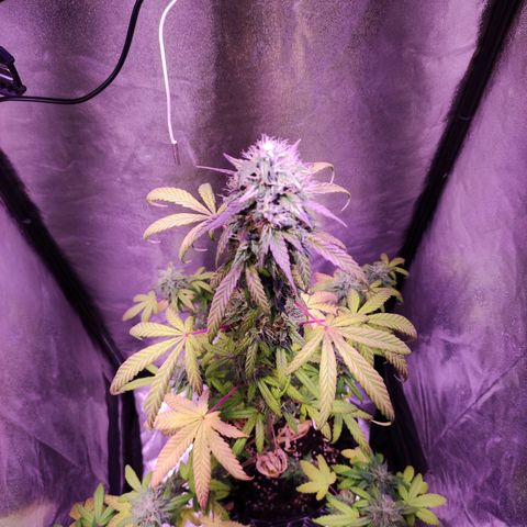 Gorilla Ghost growlog timeline photo
