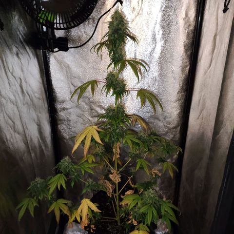 Gorilla Ghost growlog timeline photo
