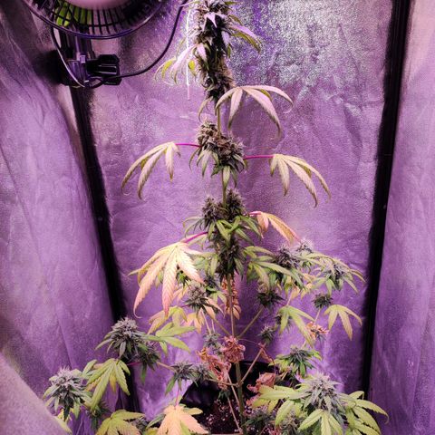 Gorilla Ghost growlog timeline photo