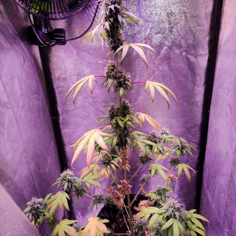 Gorilla Ghost growlog timeline photo