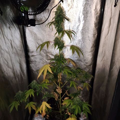Gorilla Ghost growlog timeline photo