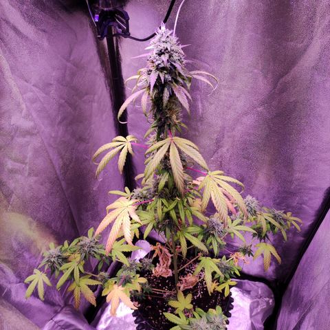 Gorilla Ghost growlog timeline photo