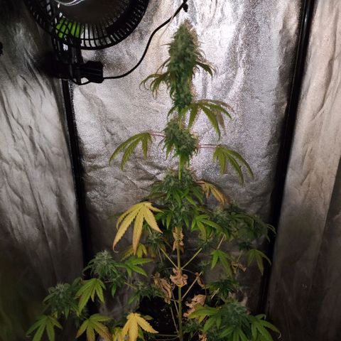 Gorilla Ghost growlog timeline photo
