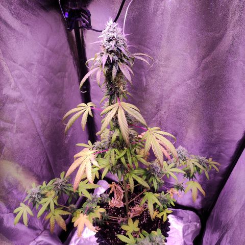 Gorilla Ghost growlog timeline photo