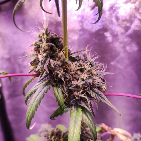 Gorilla Ghost growlog timeline photo
