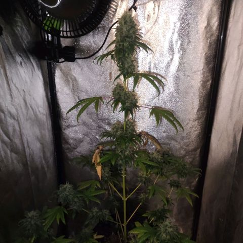 Gorilla Ghost growlog timeline photo