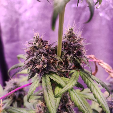 Gorilla Ghost growlog timeline photo