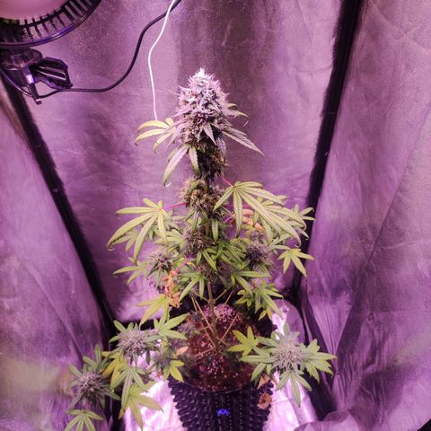 Gorilla Ghost growlog timeline photo