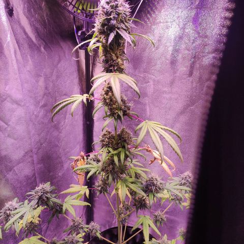 Gorilla Ghost growlog timeline photo