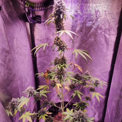 Gorilla Ghost growlog timeline photo