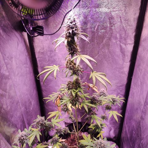 Gorilla Ghost growlog timeline photo