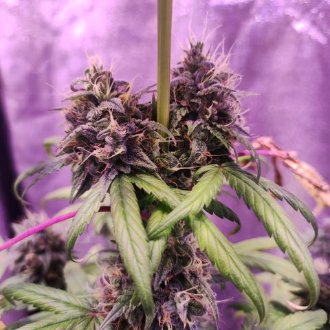 Gorilla Ghost growlog timeline photo