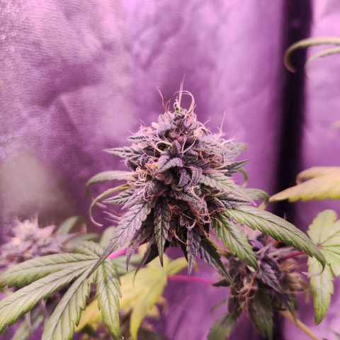 Gorilla Ghost growlog timeline photo