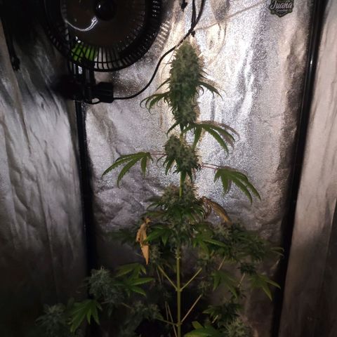 Gorilla Ghost growlog timeline photo
