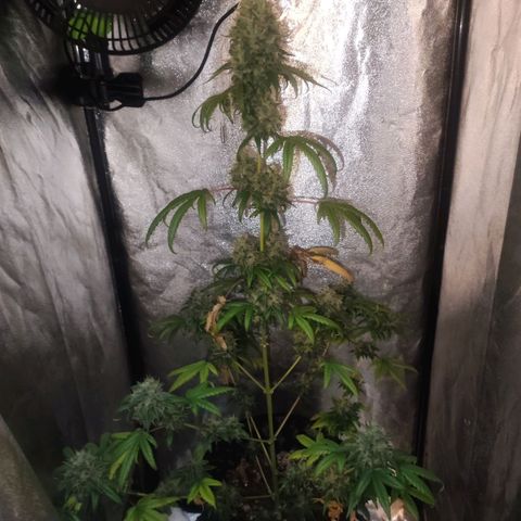 Gorilla Ghost growlog timeline photo