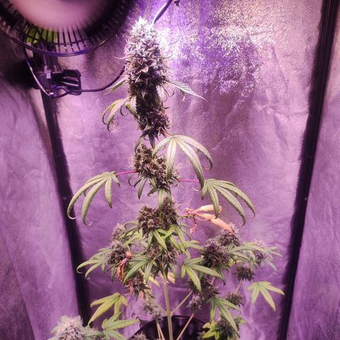 Gorilla Ghost growlog timeline photo