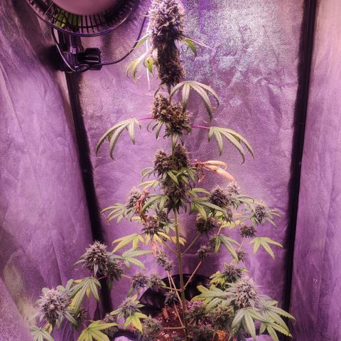 Gorilla Ghost growlog timeline photo