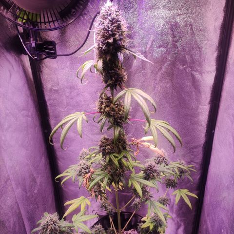 Gorilla Ghost growlog timeline photo