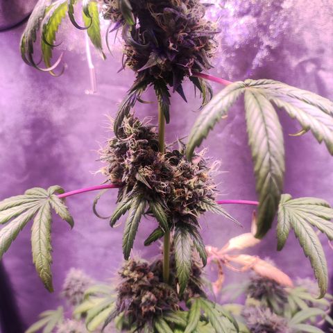 Gorilla Ghost growlog timeline photo