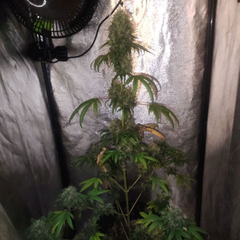 Gorilla Ghost growlog timeline photo
