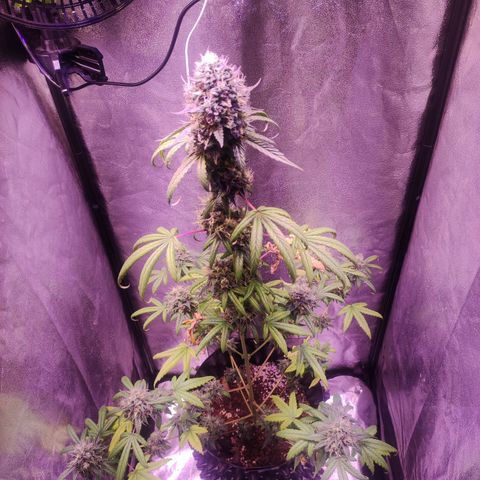 Gorilla Ghost growlog timeline photo
