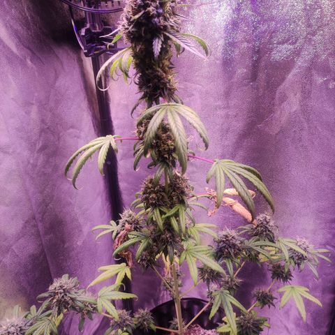 Gorilla Ghost growlog timeline photo