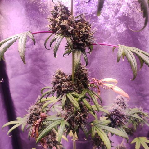 Gorilla Ghost growlog timeline photo