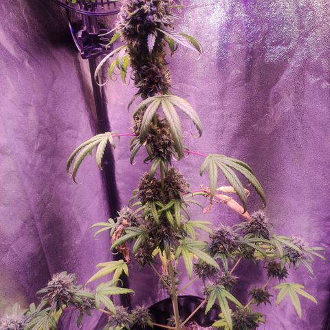 Gorilla Ghost growlog timeline photo
