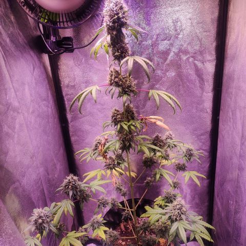 Gorilla Ghost growlog timeline photo