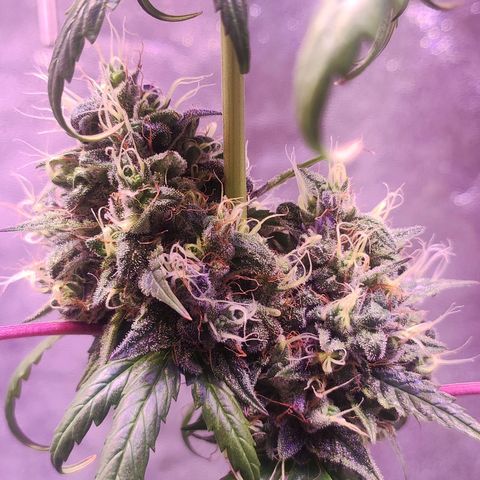 Gorilla Ghost growlog timeline photo