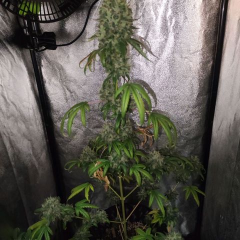 Gorilla Ghost growlog timeline photo
