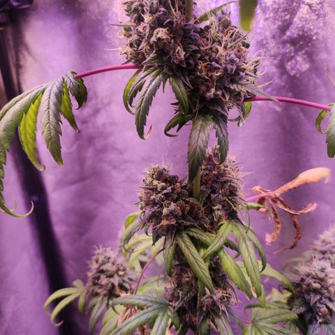 Gorilla Ghost growlog timeline photo